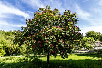 Rotdorn als Baum kultiviert