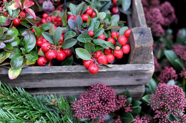 Rote Beeren an Gaultheria