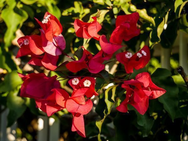 Bougainvillea Standort