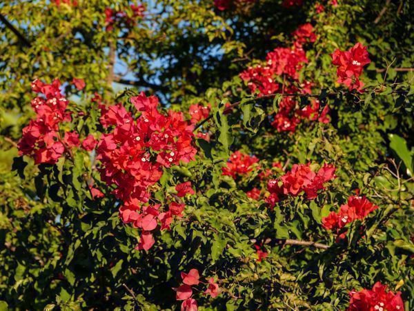 Bei guter Pflege wächst Bogainvillea stark