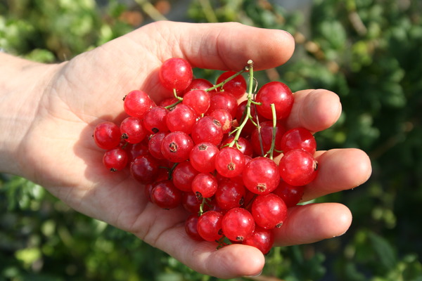 Johannisbeeren im Kübel rote Johannisbeere Ribest Babette Lubera