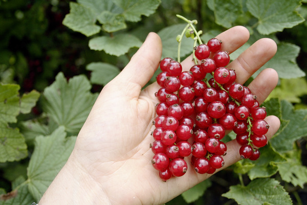 Rote Johannisbeeren schneiden Ribest Susette Lubera