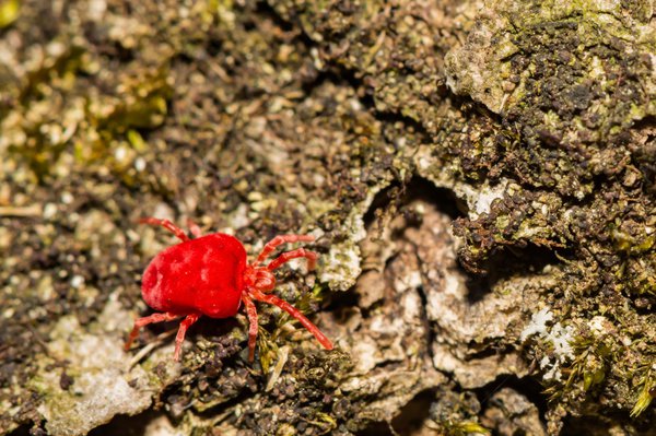 Kleine rote Käfer: Was sind sie und woher kommen sie?