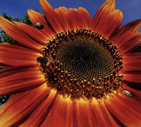 Rote Sonnenblume BIO, Helianthus annuus