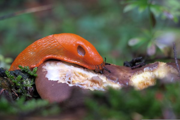 Funkie Schnecken, Rote Wegschnecke, Arion rufus