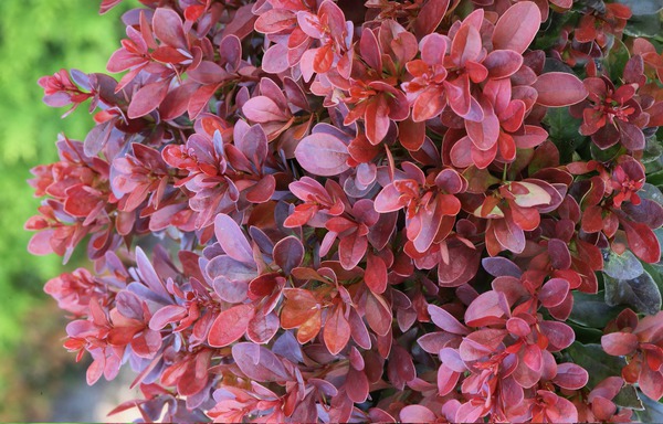 dunkelrotes  Laub Berberis thunbergii 