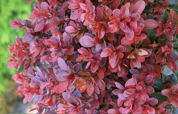 dunkelrotes  Laub Berberis thunbergii 