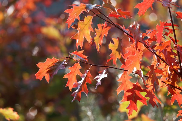 Roteiche, Quercus rubra