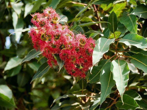 Rote Eukalyptus