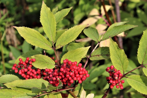 Beeren des Roten Holunder pflanzen