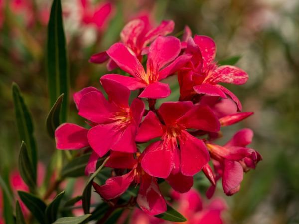 Oleander ist eine gute Kübelpflanze für Terrasse und Balkon
