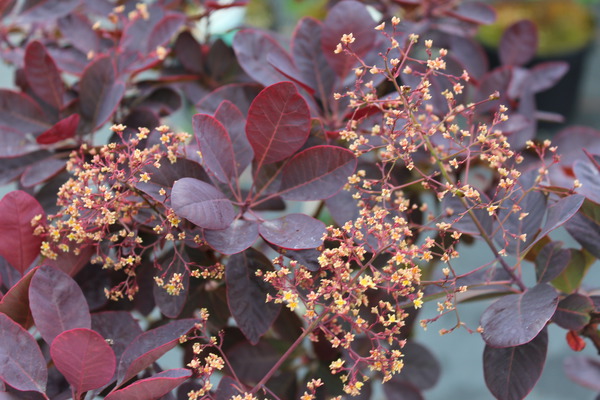 Die Blte des Cotinus coggygria