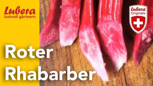 Thumbnail, Lubera Video, Roter Rhabarber