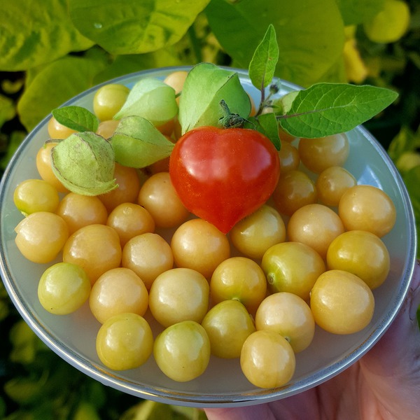 Andenbeeren Ranka Tessin