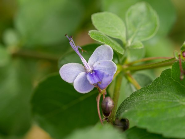 Clerodendrum ugandense