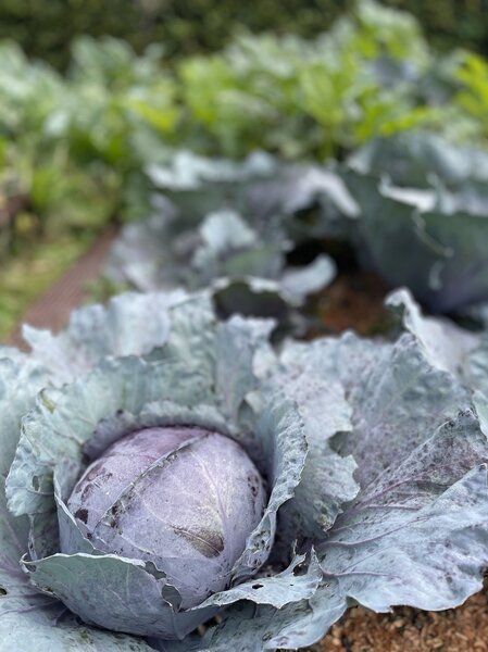 Rotkraut (Blaukraut) 'Amarant', Brassica oleracea var. capitata f. rubra