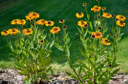 Rubinzwerg, Sonnenbraut, Helenium im Garten