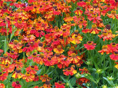 Rubinzwerg, Sonnenbraut, Helenium