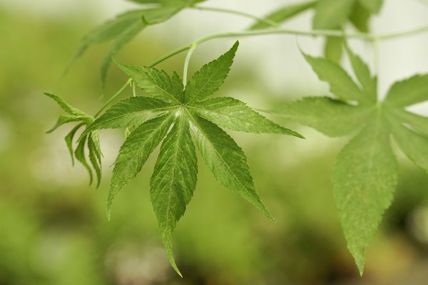 Zuckerblatt Brombeere Sugarleaf 'Innocent', Rubus chingii var. suavissimus