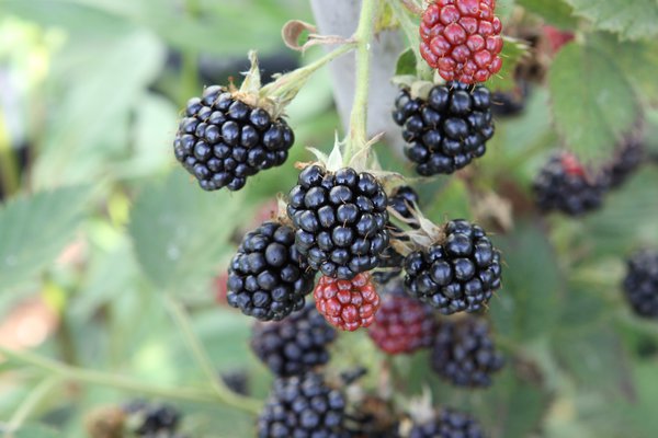 Brombeere, Zierbrombeere, rosa Blüten, doppelte Blüte