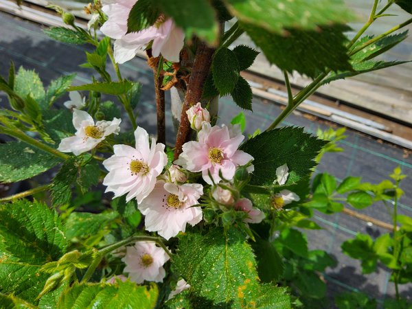Brombeere, Zierbrombeere, rosa Blüten, doppelte Blüte