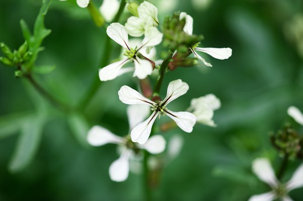 Rucola Blüte.