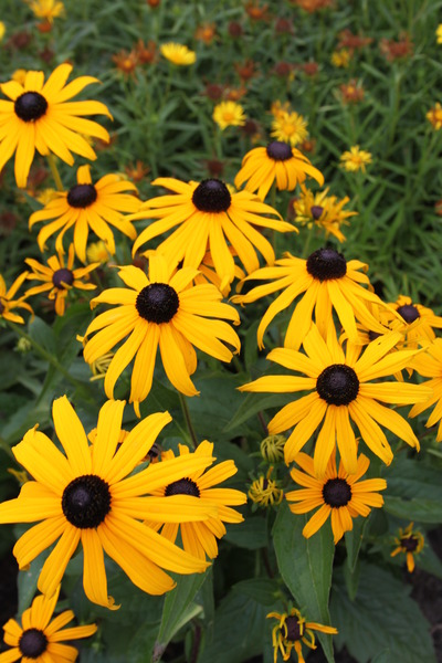 Blüten