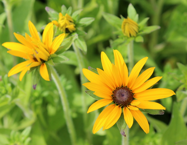 Einzelblüte und Blütenknospen
