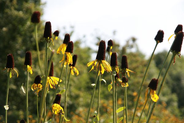 Rudbeckia maxima