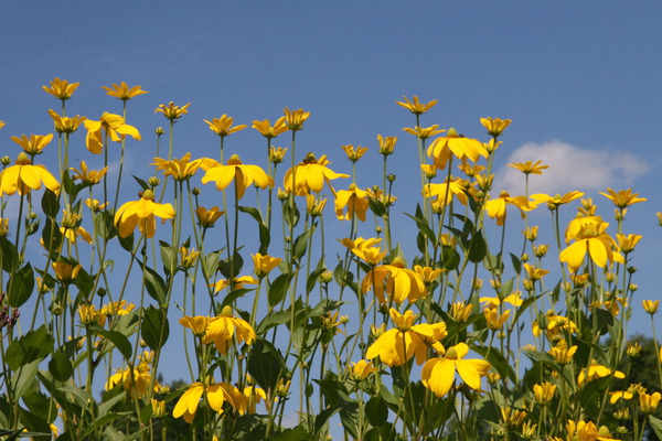 Rudbeckia nitida Herbstsonne lubera