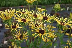 Rudbeckia subtomentosa 'Henry Eilers'