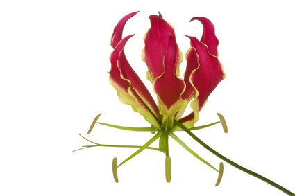 Blüte der Ruhmeskrone (Gloriosa rothschildiana)