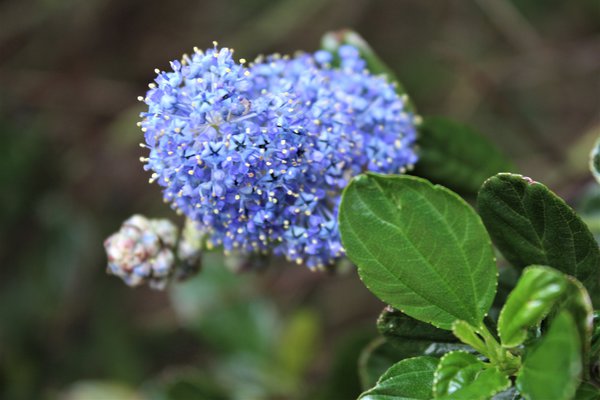 Kriechende Säckelblume, Kriechender Kalifornischer Flieder (Ceanothus thyrsiflorus repens) Kriechende Säckelblume, Kriechender Kalifornischer Flieder (Ceanothus thyrsiflorus repens)