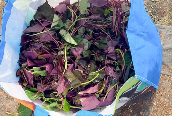 S&uuml;sskartoffelbl&auml;tter, Ipomoea batatas, Jean-Jacques