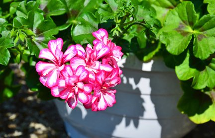 Haengegeranie (Pelargonie)