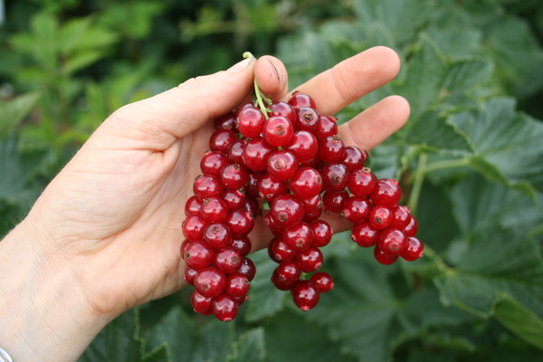 Rote Johannisbeere Decorette Lubera