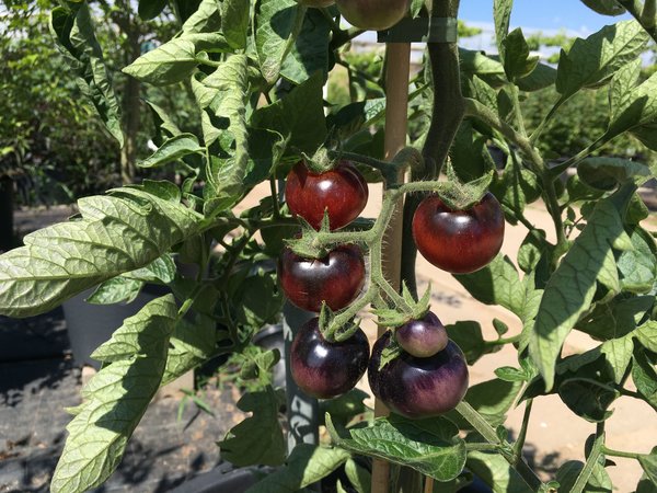 Freilandtomate, Open Sky, Happyblack, Lubera