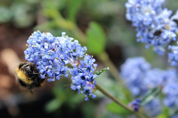 Ceanothus impressus Victoria Sckelblume Kalifornischer Flieder mit Hummel