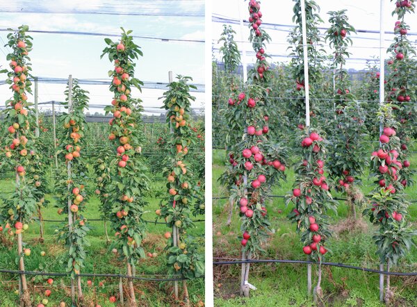SÃ¤ulenapfel, Malini, Apfelbaum, BÃ¤ume, SÃ¤ulenbÃ¤ume
