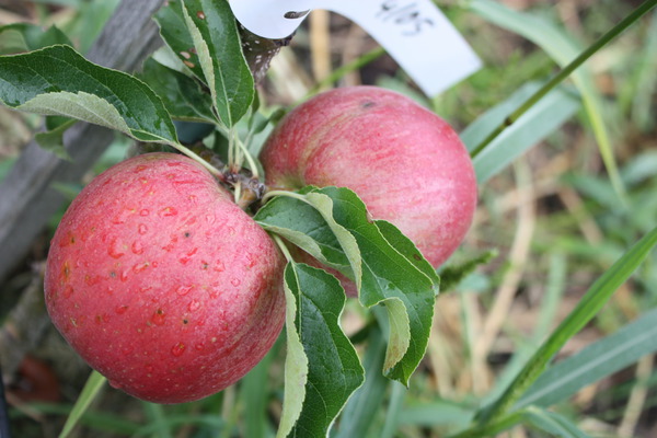 Obstbäume für Höhenlagen Apfel Malini Subito Lubera
