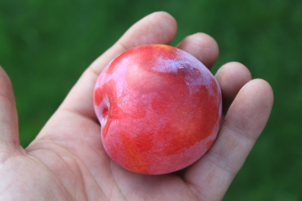 rot-orange Frucht von Sunscraper