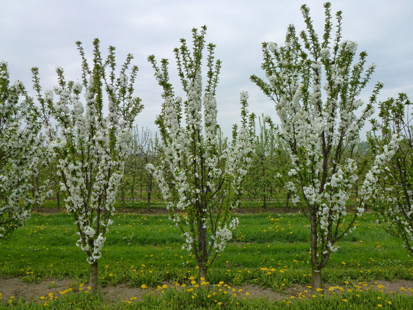 Kirschbaum pflanzen Fruttini Jachim Säulen-Sauerkirsche Blüte Lubera