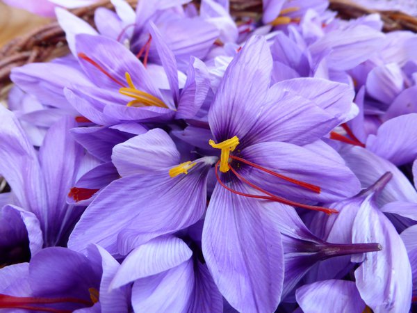 Safran anbauen Safrankrokus Blte Blumenzwiebel