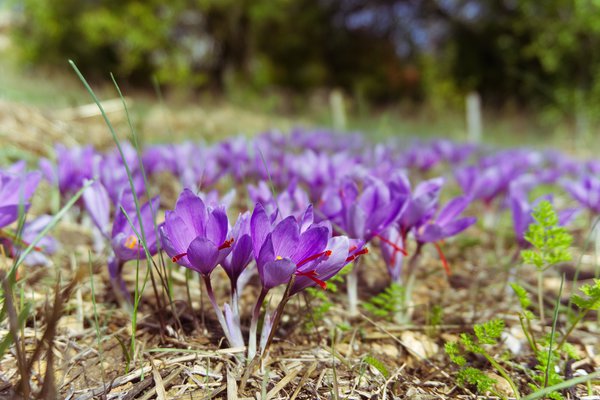 Safran anbauen Safrankrokus Blte Blumenzwiebel