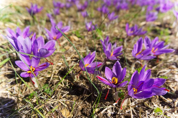 Safran anbauen Safrankrokus Blte Blumenzwiebel