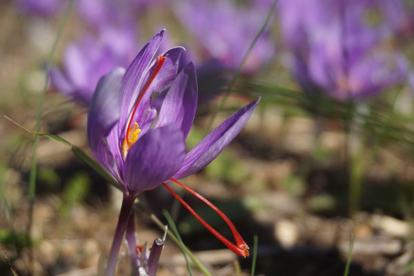 Safran anbauen Safrankrokus BlÃ¼te Blumenzwiebel