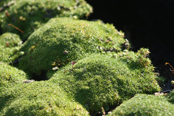 Sagina subulata 'Minima'