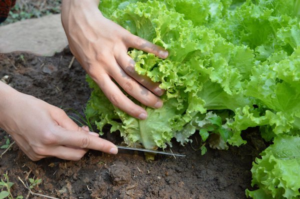 Salat ernten