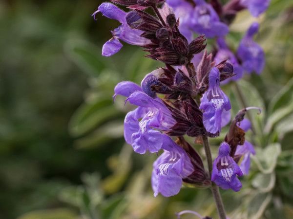 Schönheit mediterraner Pflanzen