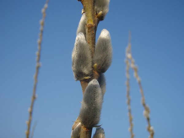 Korbweide, Hanfweide (Salix viminalis)